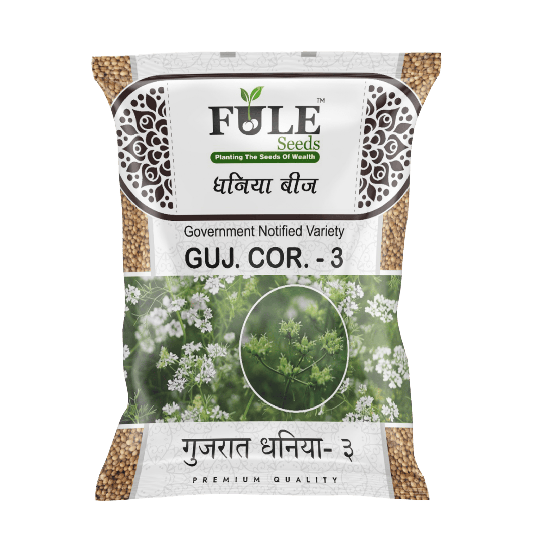 Gujarat Coriander 3